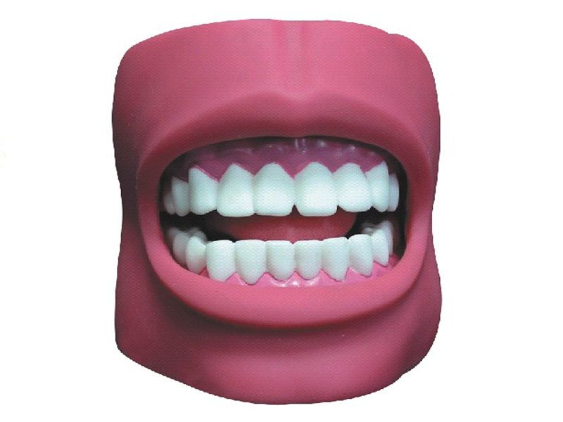  牙护理保健模型（带脸颊，自然大）