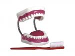  牙护理保健模型（28颗牙，放大5倍）