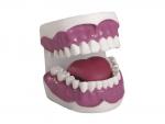  牙护理保健模型（28颗牙，放大3倍）