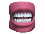  牙护理保健模型（带脸颊，自然大）
