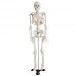 人体骨骼模型85cm