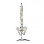 自然大脊椎模型 带骨盆