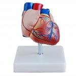  新型自然大心脏解剖模型