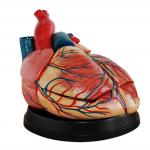 新型心脏解剖放大模型