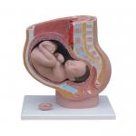性妊娠矢状解剖模型（附胎儿）(4件)