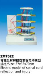 脊髓反射和损伤变现电动模型