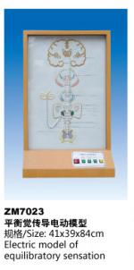 平衡觉传导电模型