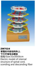 脊椎的内部结构和上下行纤维电动模型