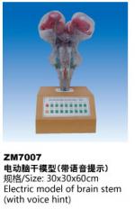 电动脑干模型（带语音提示）