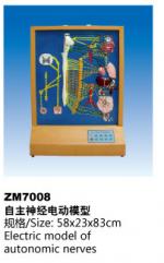 自主神经电动模型