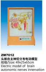 头部自主神经分布电动模型